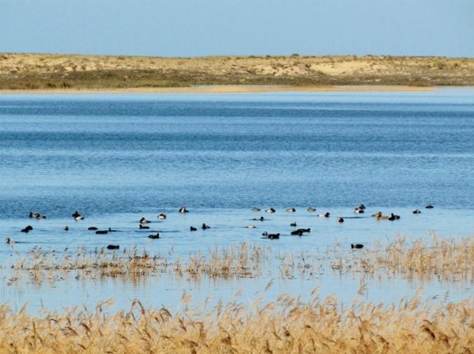 La Gallega Valdoviño المظهر الخارجي الصورة
